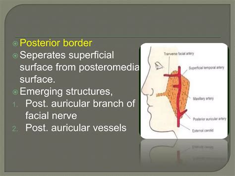 Anatomy of parotid gland | PPTX - borders of parotid gland