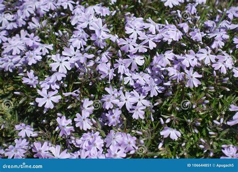Close Up of Lavender-colored Flowers of Phlox Subulata Stock Image ...