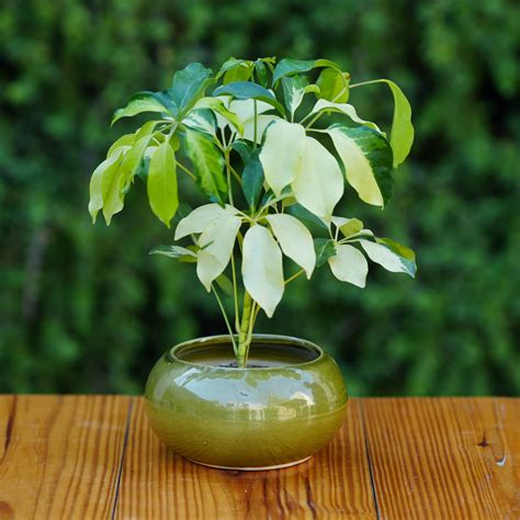 Plantlane Glosy Round Ceramic Planter/Pot for Planter/Indoor Pot (Small ...