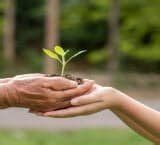 Reforestation Initiatives for a Greener Future