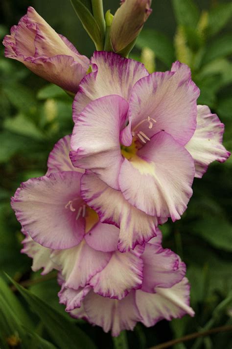 Buy Gladiolus Flower Bulbs Online India | Tall Blooming Garden Plants ...