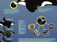 Image result for Dolphin Partner Optimization Algorithm