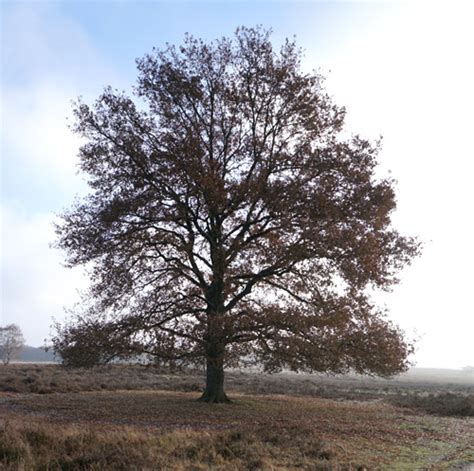 The randomness in nature – Pixelated Nature Blog