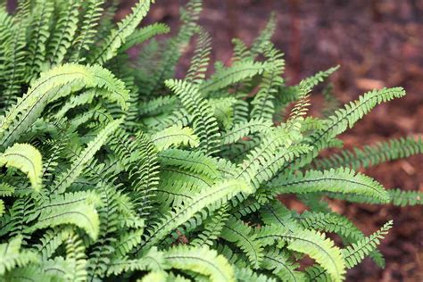 Image result for Fern Types