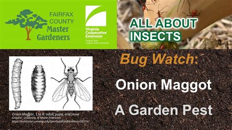 What Are Maggots A Sign Of at Jake Congreve blog