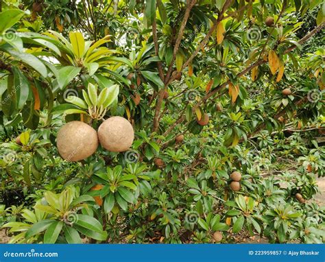 Young Sapodilla or Sapota or Chikoo Tree Bearing Fruit Stock Image ...