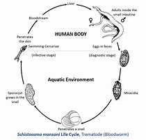 Image result for Armadillo Life Cycle