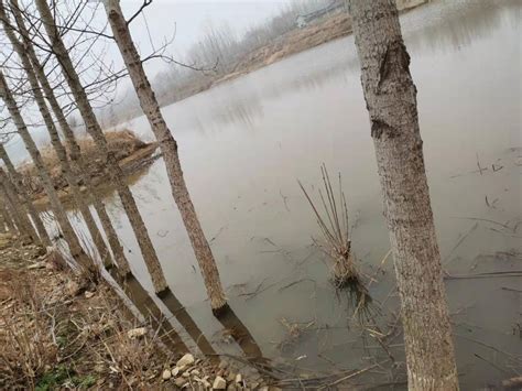 济宁邹城田黄镇田黄村承包的河滩种树被莫名的采砂者水淹 - 知乎