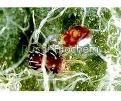 Biological Insecticide Manufacturer Exporter Supplier from Gondia India