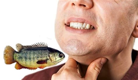 Youth died after he took a climbing fish in his mouth gnr : 2024-08-02 ...