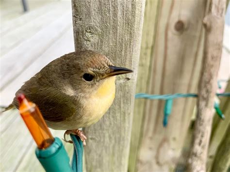 What is this cute little one called? : r/whatsthisbird