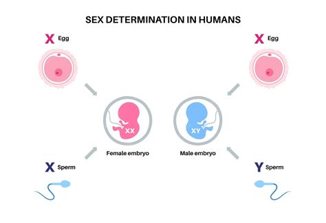 Premium Vector | Sex determination in humans male and female sperm and eggs x and y chromosomes ...