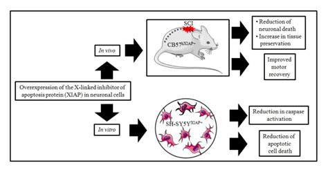 Overexpression of the X-linked Inhibitor of Apoptosis Protein (XIAP) in ...