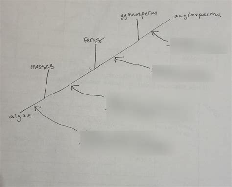 Image result for Sample Cladogram