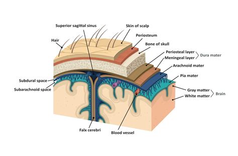 Layers Of Dura