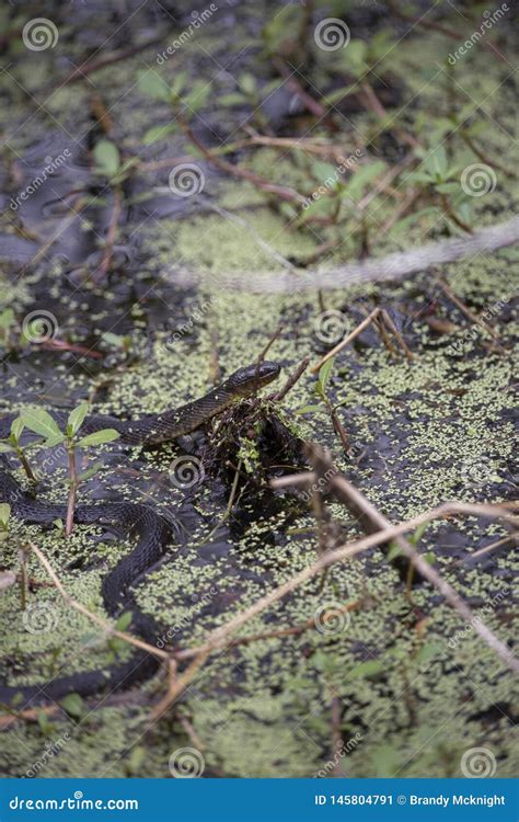 Yellow-Bellied Water Snake Swimming Stock Image - Image of cold ...