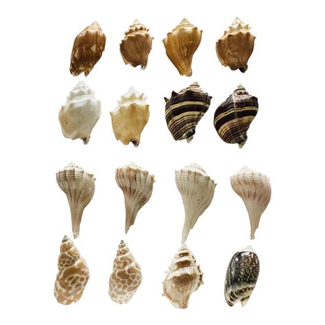 Sea Shell Collections 的图像结果