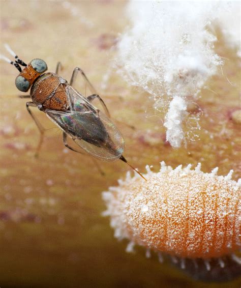 An Overview: Biological Pest Control