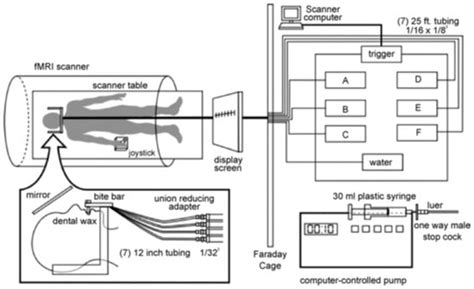 Taste Perception and Caffeine Consumption: An fMRI Study