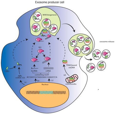The Multifunctionality of Exosomes; from the Garbage Bin of the Cell to ...