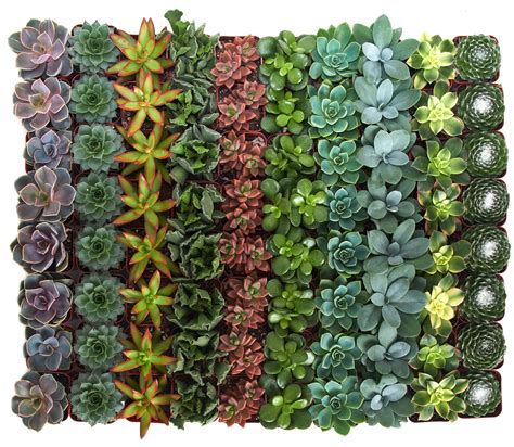 Assorted Mini Succulents in Bulk – Shop Succulents