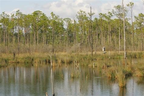 Swamp Biome 的图像结果