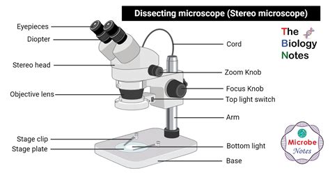 Image result for Objects Under the Dissecting Microscope