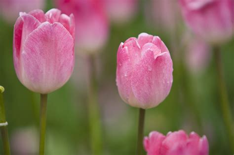 粉色郁金香的花语是 永远的爱