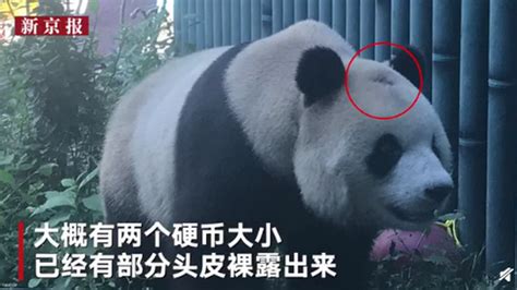 北京动物园回应网红熊猫秃头 正在接受专家会诊_中国网