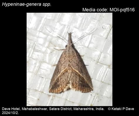 Hypeninae-genera spp. | Moths