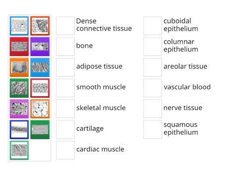 Image result for Identifying Tissue Types