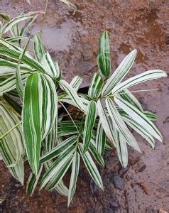 Trothic Three Layer Bamboo Plant Price in India - Buy Trothic Three ...