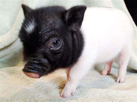 Potbelly Pigs As Pets | Potbellied Pig Care – ZYKNPS