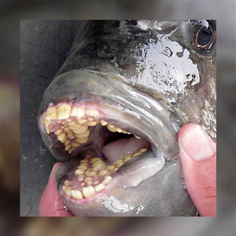 Fish Human Teeth
