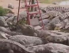 Man killed by 40 crocs 的图像结果