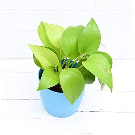 Devbooti | Indoor Oxygen air Purifier Plant Green Money Plant with Blue ...