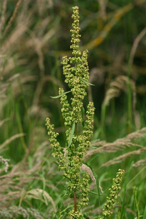 Rumex Crispus