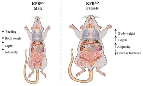 Sexual Dimorphism in Kisspeptin Signaling