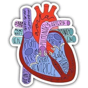 Anatomical Heart Sticker, Cute Nurse Sticker, Anatomy Cardiology ...
