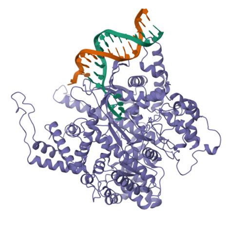 RNA Polymerase Structure 的图像结果