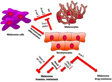 Stromal Cells Present in the Melanoma Niche Affect Tumor Invasiveness ...