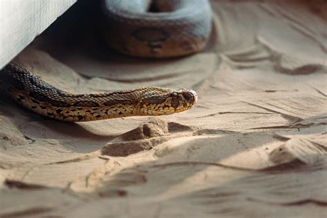 When Do Snakes Hibernate In Ohio - Hasma