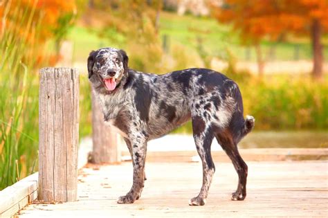 41 Unique Catahoula Leopard Dog Mixes (With Pictures)