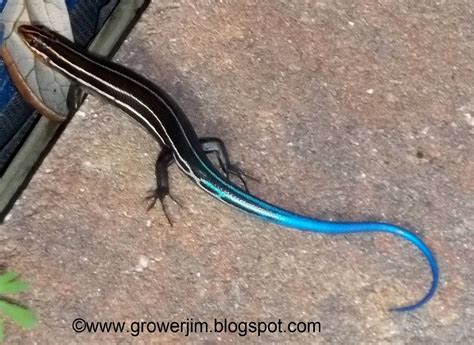 Garden Adventures: Creature Feature - Blue Tailed Skink