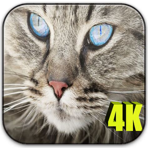Cats HD 4K Wallpapers & backgrounds - App on Amazon Appstore