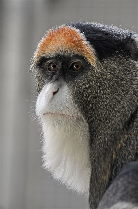 Patas monkey – Artofit