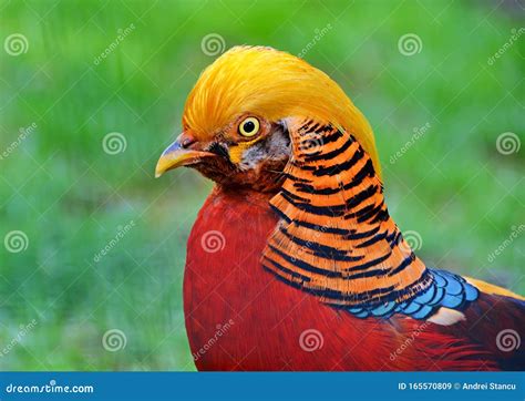 Golden pheasant bird stock image. Image of golden, phrysolophus - 165570809
