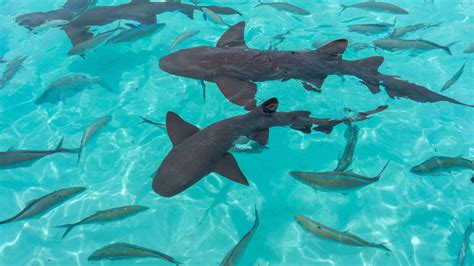 Nurse Shark Attack