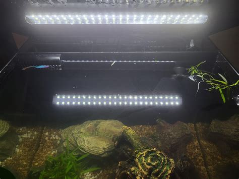 why does he do this? : r/bettafish