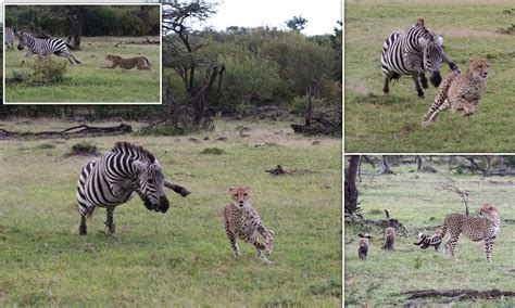 Cheetah Hunting Zebra